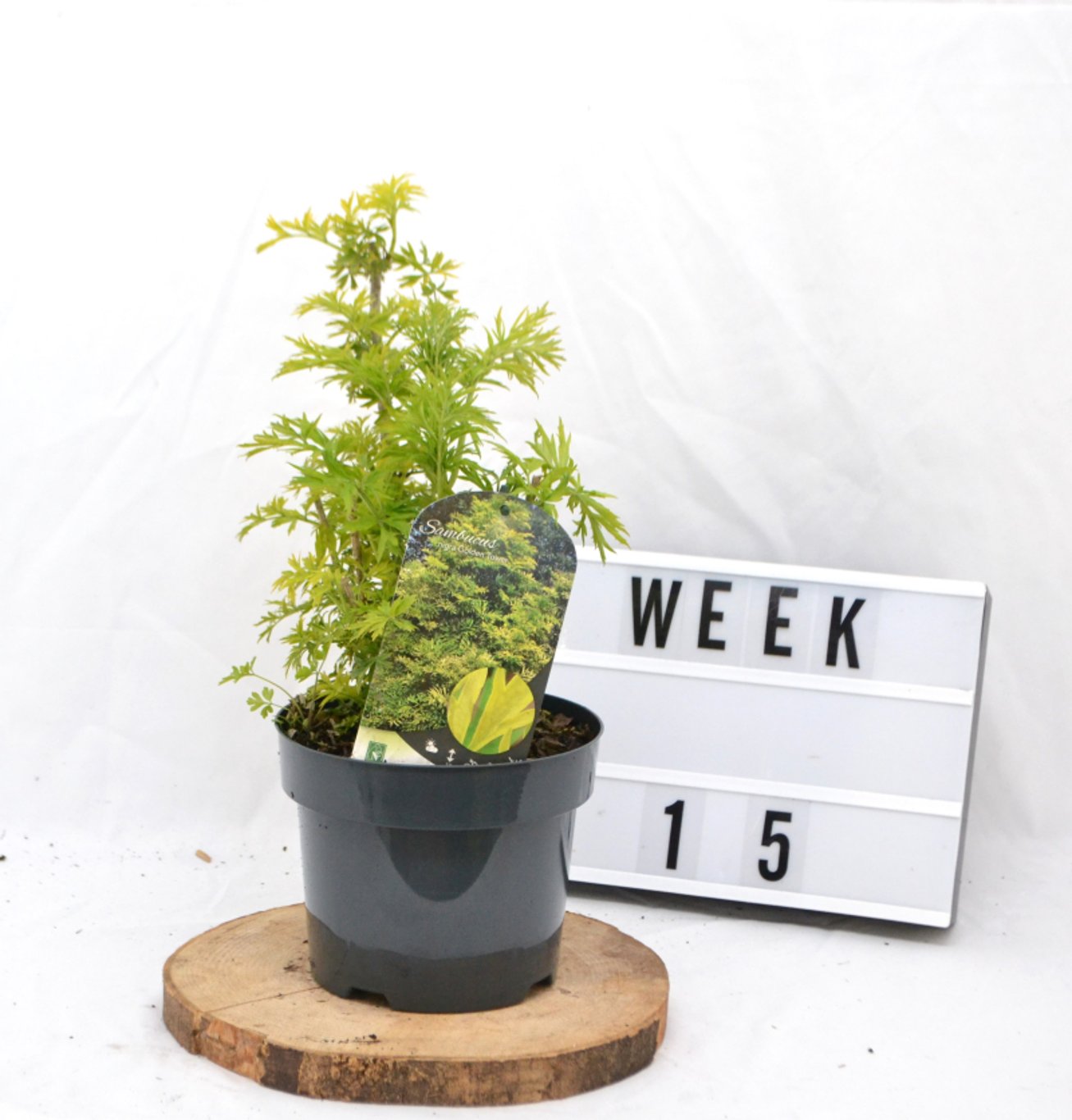 Sambucus nigra 'Golden Tower' - C3 20-40 CM